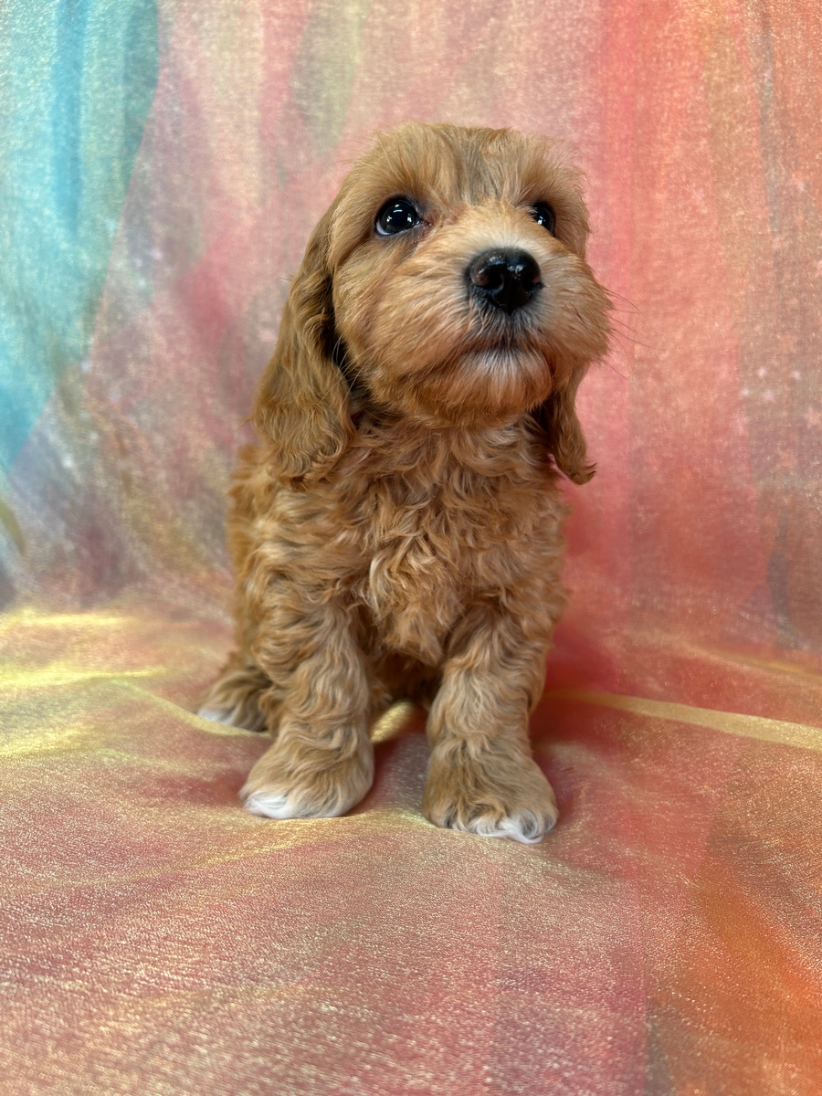 Male Schnoodle Puppy for Sale DOB 11-8-2024 $950